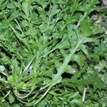 荠菜的营养价值2021 荠菜的不宜同食