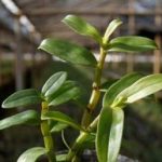 石斛的用量多少克 石斛的用法用量多少克