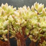 新手如何种多肉植物？ 新手种多肉的方法介绍