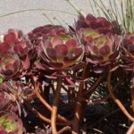 法师杆子黑腐是怎么回事？ 法师杆子黑腐的原因分析