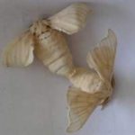 原蚕蛾有什么作用 原蚕蛾的功效与作用2021