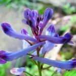 紫堇的用法 紫堇的用量