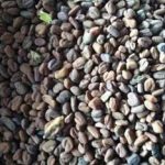 益母草子宫肌瘤能吃吗 益母草子4大功效