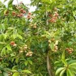 八角茴香有什么功效 八角茴香的功效与作用