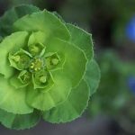 泽漆可以泡茶喝吗 泽漆的药理作用