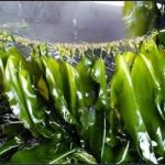 女生食用海参的好处 海参的做法2021