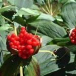 重楼的禁忌 重楼的禁与作用