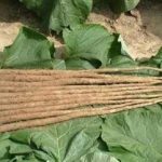 牛蒡根的禁忌 牛蒡根的副作用