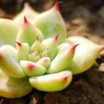 多肉为什么养一段时间就死了？ 多肉养一段时间就死了的原因介绍