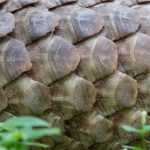 穿山甲的用量用多少克 穿山甲的用法用量