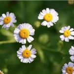 甘菊泡水的营养价值2021 甘菊泡水的功效
