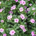 长春花的禁忌 长春花的功效与作用及禁忌