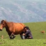 马奶的营养价值2021 喝马奶的食用禁忌