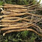 人参有什么功效 人参的功效与作用