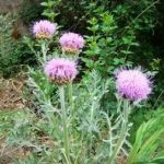 漏芦有什么功效 漏芦的功效与作用