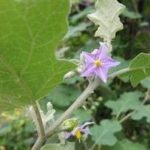 刺天茄的禁忌 刺天茄的禁忌2021