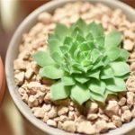 小多肉植物怎么养？ 想要养好小多肉植物 需注意土壤的选择与光照