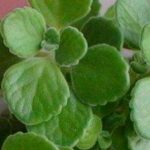 喷喷香植物怎么养？ 喷喷香植物的养殖方法介绍