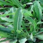 苦碟子的禁忌症 苦碟子的禁忌症副作用