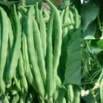 食用芸豆需要注意哪些禁忌 芸豆的禁忌