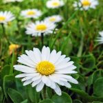 秋天可以种什么花草？这十种花草植物 都具有很好的耐寒性