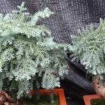 澳洲松怎么养？ 澳洲松的养殖方法介绍