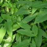 巫山淫羊藿有哪些食用方法 巫山淫羊藿的食用方法