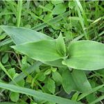 鸡肾草有什么功效与作用 鸡肾草的功效与作用