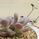 多肉植物应该怎么浇水？ 多肉植物浇水的正确方法介绍