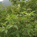 黄荆枝的功效与作用 黄荆枝有什么功效与作用