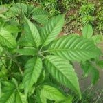 黄荆的用途 黄荆的用量