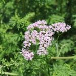 缬草的选方有哪些 缬草的选方