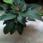 红钻怎么施肥？四季施肥都有所不同 一起来了解一下