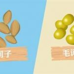 毛河子的功效与作用 毛河子的主治功能