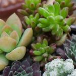 多肉植物喜欢什么样的土壤? 多肉土壤要求介绍