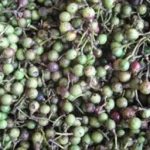 荜澄茄用量一般多少克 荜澄茄的功效和作用用量