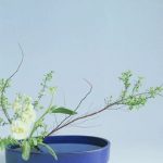 花卉养殖小课堂：雪柳要怎么养护 到底是干养好还是水养好？