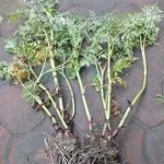 川芎怎么吃最有效 川芎怎么吃