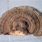 灵芝草的作用和功效 灵芝草的禁忌