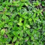 排草香的禁忌 排草香的功效与作用禁忌