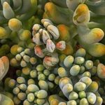 花卉养殖小课堂 秋天多肉怎么养才能更旺盛？