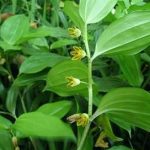 竹根七有什么功效 竹根七的功效与主治2021