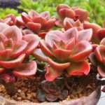 艾伦多肉怎么养护？ 艾伦多肉的养殖方法介绍