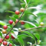 酸藤果有什么功效 酸藤果的功效与作用