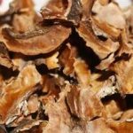 分心木的功效与作用 分心木的药用价值