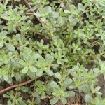 马齿苋子有什么作用 马齿苋子的功效