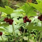 八角莲的功效与作用及禁忌 八角莲的禁忌是什么