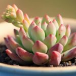 蓝苹果多肉叶子散开咋回事？ 蓝苹果多肉叶子散开的原因分析