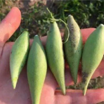 地梢瓜有什么用 地梢瓜的功效与作用