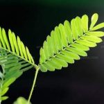 含羞草的食用方法 含羞草的选方治疗